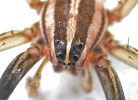 Rabid Wolf Spider